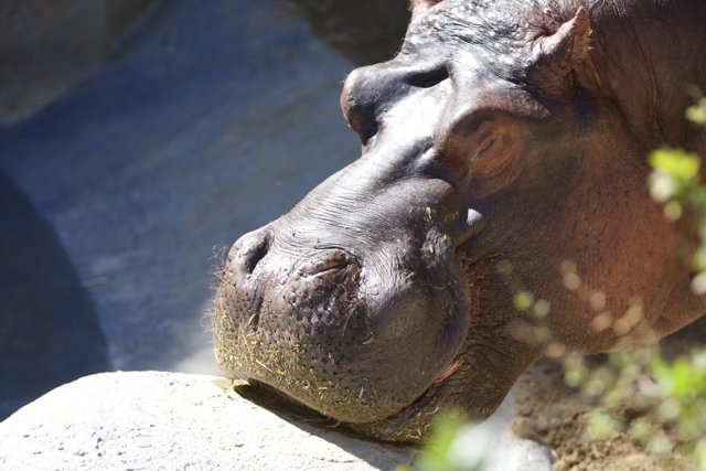 Hungry Hippo at the Zoo