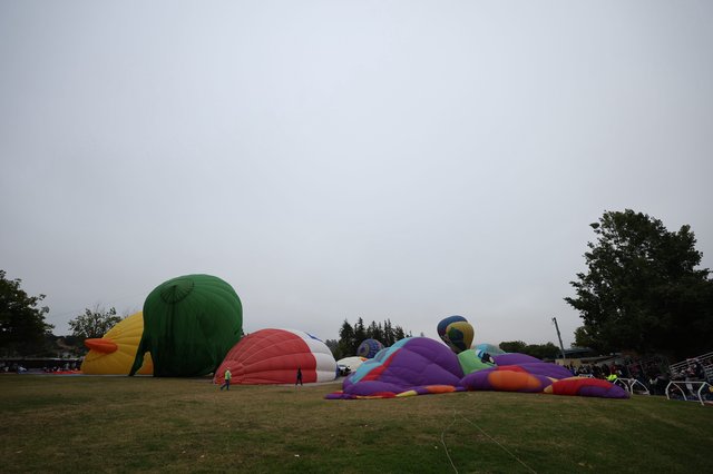 Hot Air Balloons Being Inflated at Morning Festival
