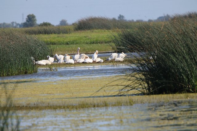 White Pelicans Resting on Wetland Island Sanctuary