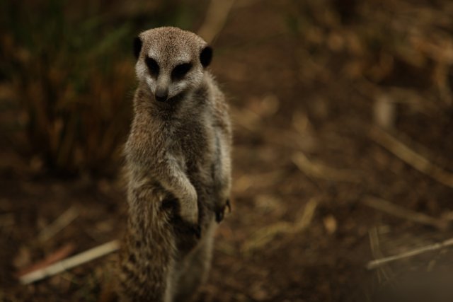 On Guard in Oakland: A Meerkat's Posture