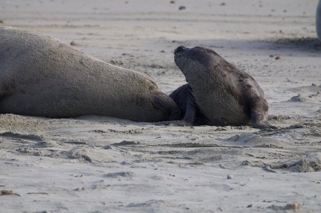 Elephant Seal Mother and Pup Resting on Sandy Beach