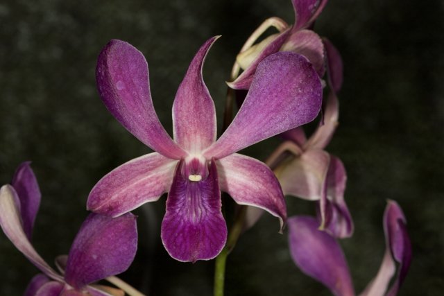 Vibrant Purple Orchid