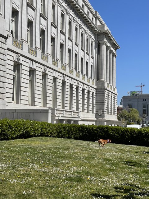 Canine stroll in the shadow of San Francisco's imposing city hall