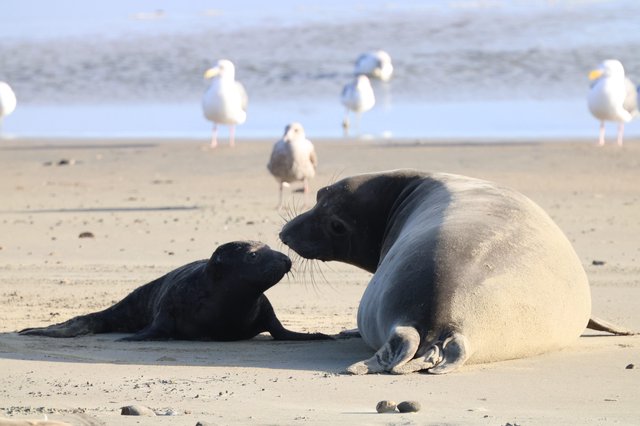 Mother Seal and Pup Tender Moment on Beach