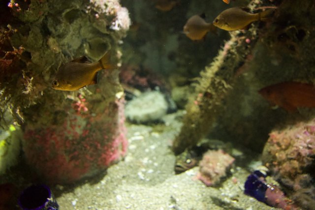 Diving Into Serenity - Monterey Bay Aquarium, 2023