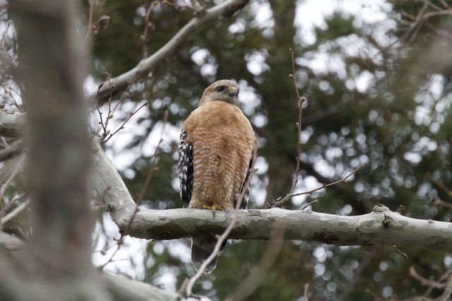 Red-Shouldered Hawk Perched on Winter Branch