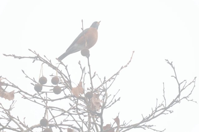 Robin Perched in Foggy Winter Branches