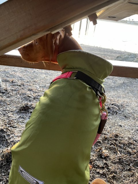 Green Jacketed Dog Taking a Breather Under the Bench