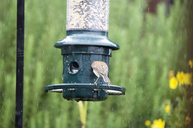 Bird Feeding in the Rain at Tube Feeder