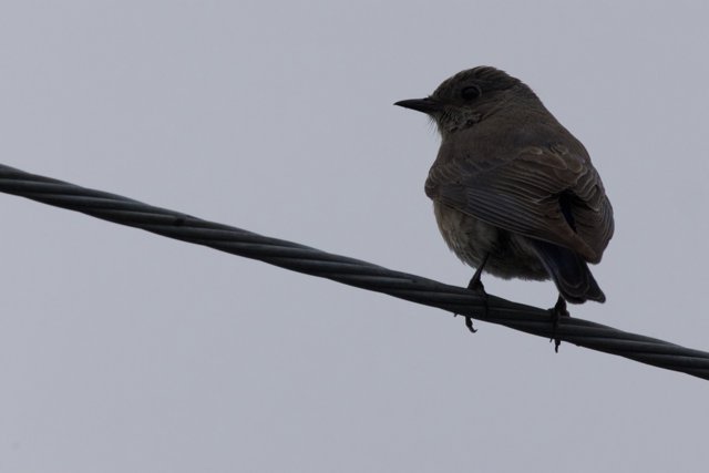 Perched on a Line