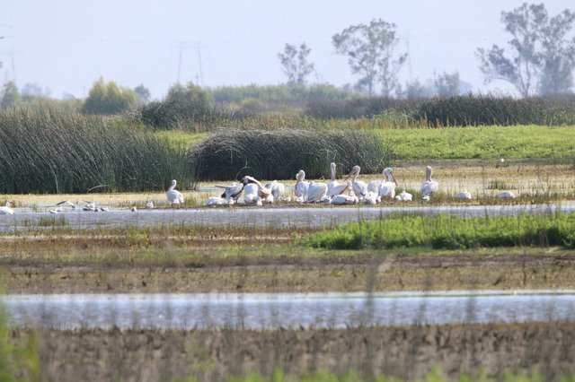 Dalmatian Pelicans Resting in Yolo Bypass Wetlands