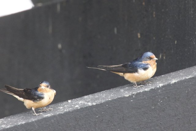 Swallow Companions