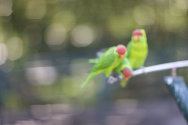 Two Parakeets on a Wire