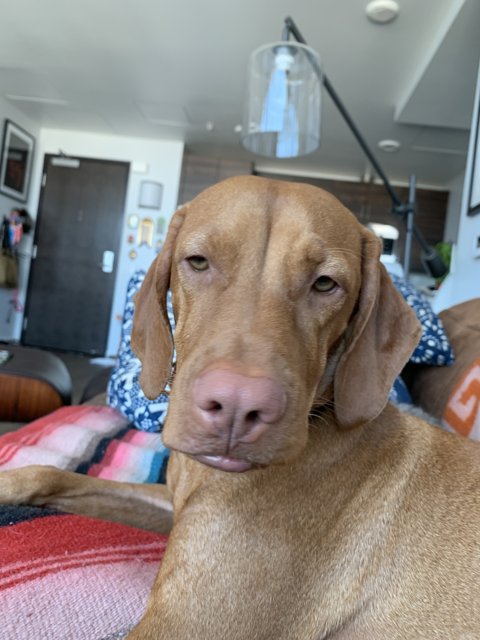 Brown Vizsla lounging on Couch