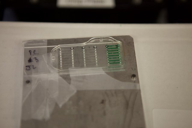 Micro Bio Chip for Data Storage
