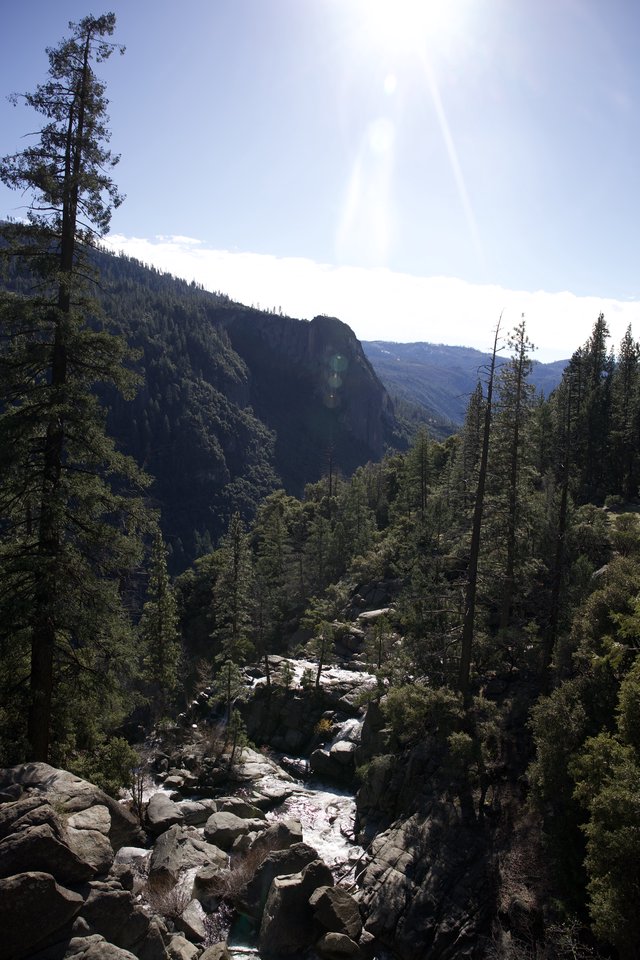 Mountain Stream Through Forested Yosemite Valley