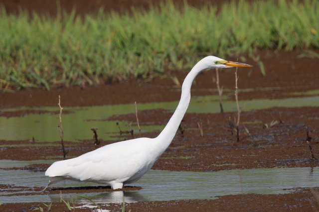 Great Egret Foraging in Shallow Wetland Waters