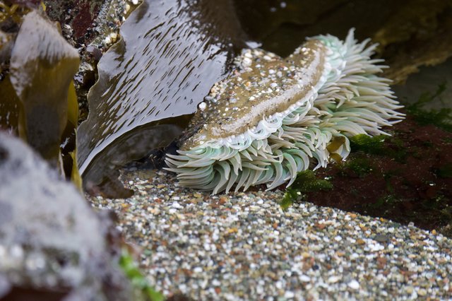 Giant Green Anemone Exposed at Low Tide