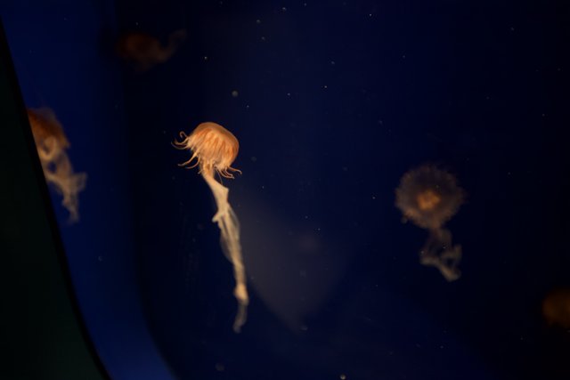 Jellyfish in the National Aquarium