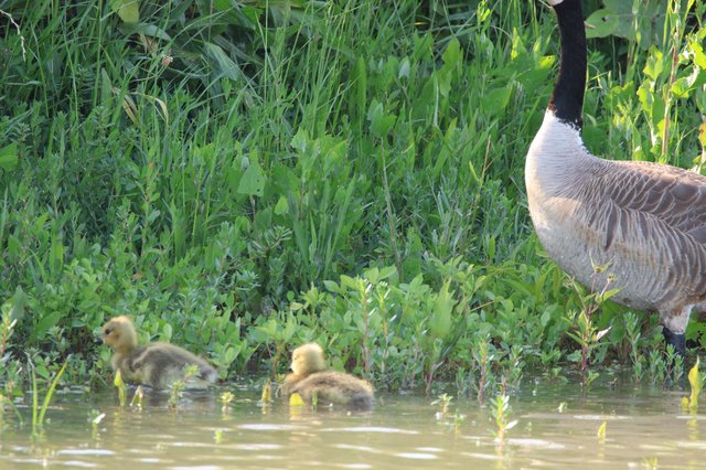 Canada Goose Parent with Goslings in Wetland Marsh