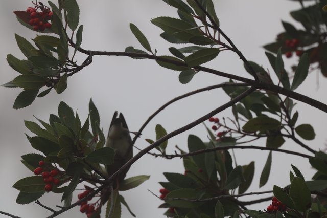 Cedar Waxwing Perched Among Red Berries