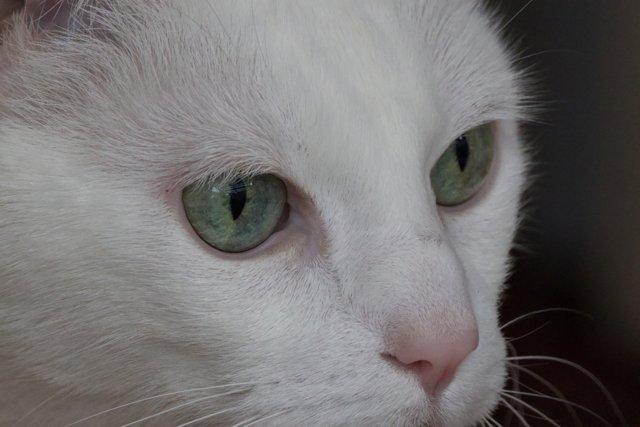 Mesmerizing Gaze