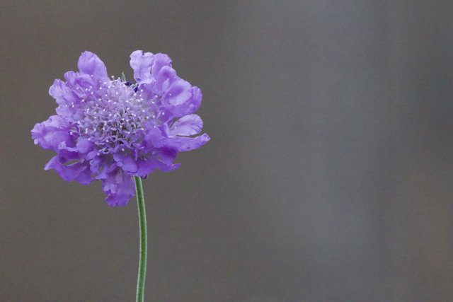 Solitary Beauty