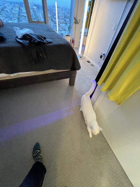 White Cat on a Bedroom Floor