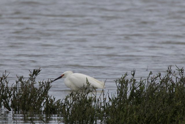 Elegance in Solitude
