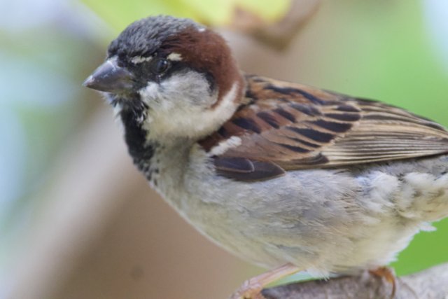 A Close Encounter: House Sparrow at Honolulu Zoo