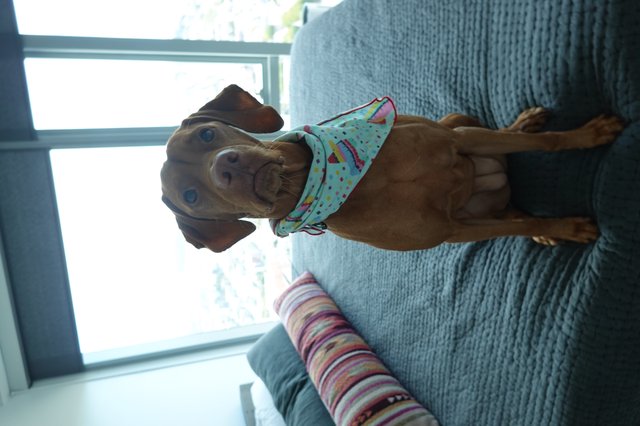 Adorable Puppy in Colorful Bandana on Couch