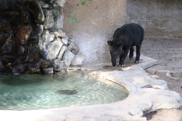 Black Bear by the Slate Pool