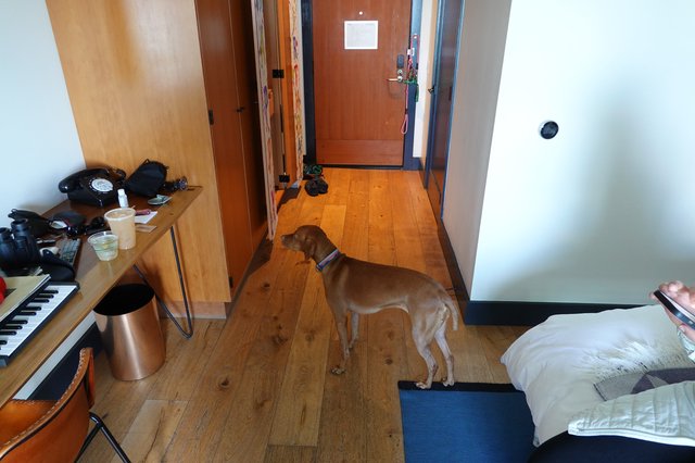 Dog Standing in Cozy Bedroom Interior