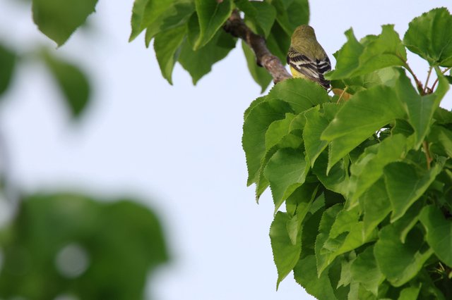 Lesser Goldfinch Perched Among Fresh Spring Leaves