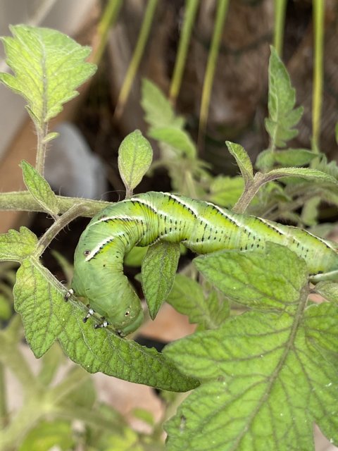 Green Caterpillar on a Leafy Plant
