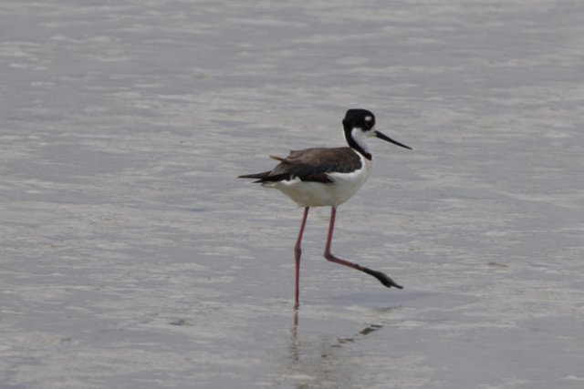 Graceful Stroll in the Bay