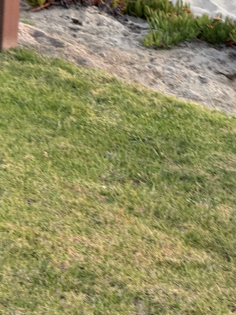 Serene Backyard Vibes