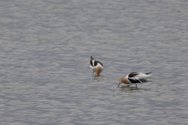 Dancing Among the Ripples