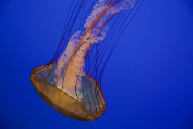 Majestic Depths: The Ballet of a Jellyfish