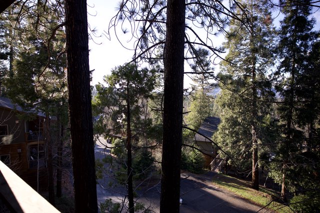 Mountain Cabin View Through Forest Pines