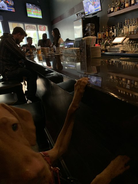 Happy Hour at the Dog and Owner Bar