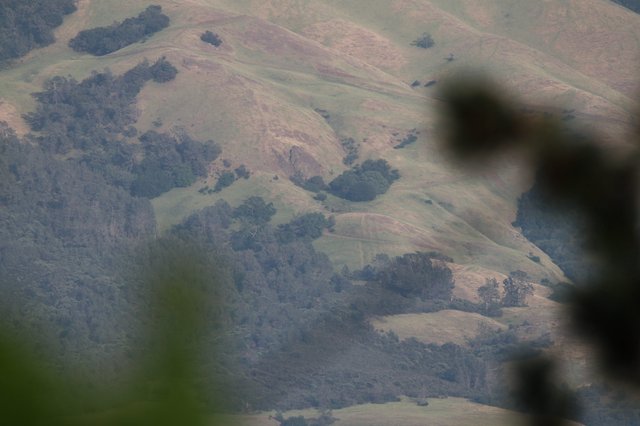 Raptor Silhouette Against Rolling California Hills