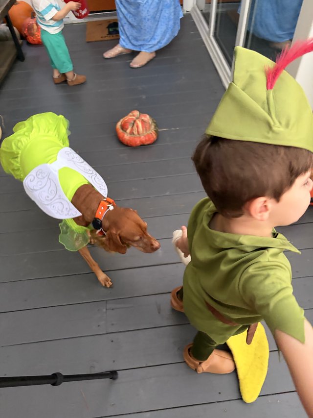 Child in Tinker Bell Costume at Halloween Gathering