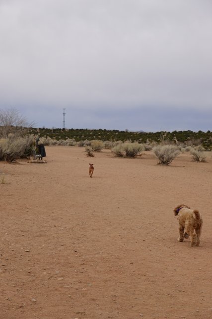 Canine Adventure in the Desert