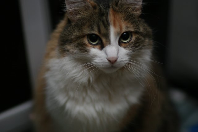 Brown and White Manx Cat in 2006