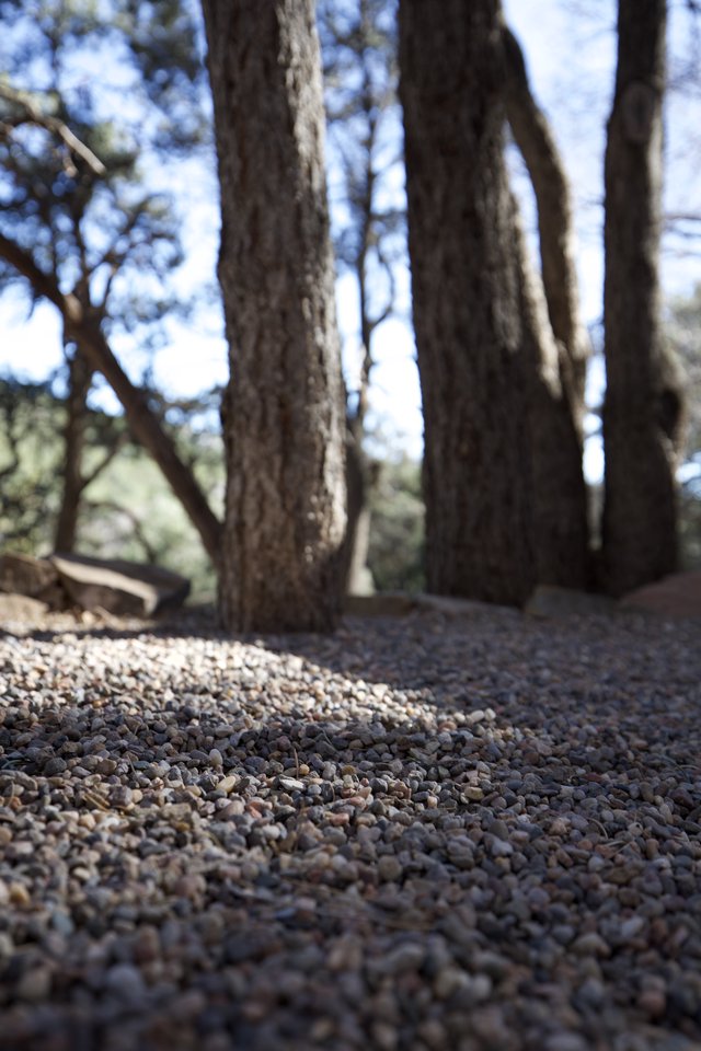 Forest Path with Gravel Trail Through Tree Trunks
