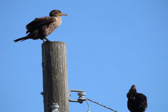 Cormorants Perched on Weathered Wooden Post at Dusk