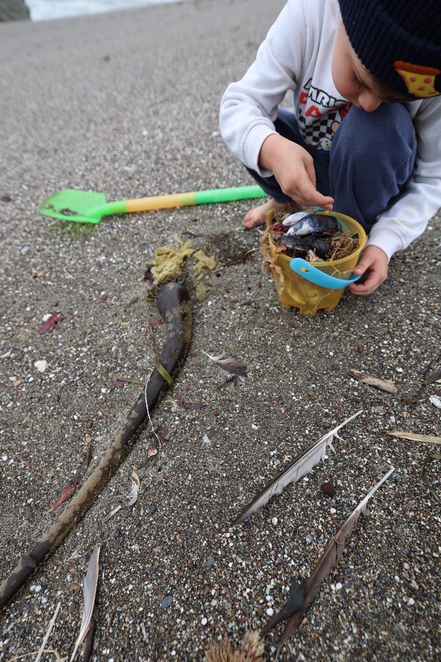 Young Explorer Collecting Beach Treasures by the Shore