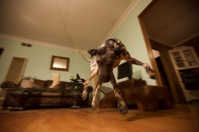 Airborne Canine in Living Room