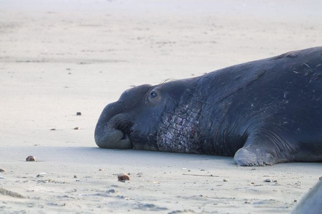 Elephant Seal Resting on Drakes Beach Sand